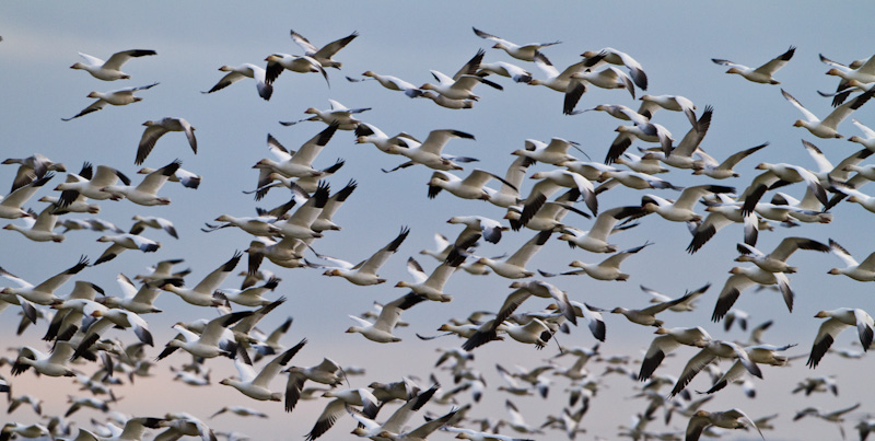 Snow Geese In Flight